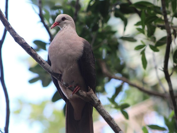 Le pigeon rose au cœur d’une forêt préservée