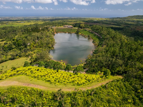 Les plantations de Bois Chéri