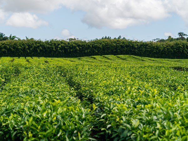 Les 250 hectares de thé