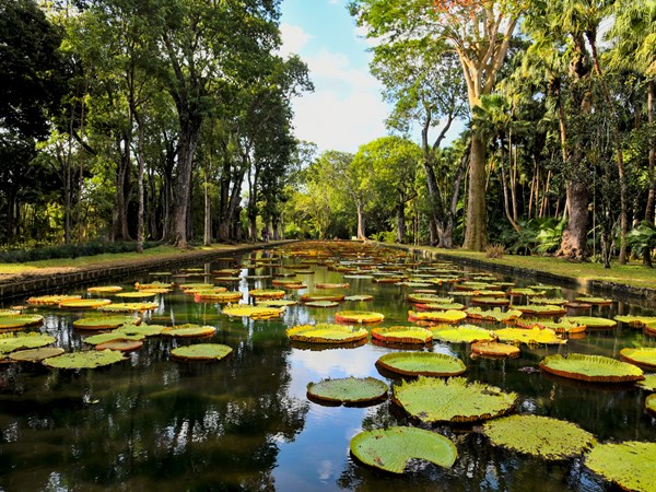 Visitez le Jardin de Pamplemousses