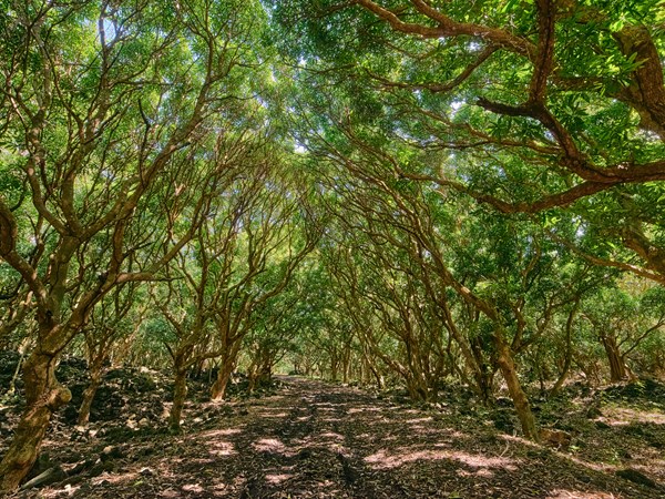 Bras d’Eau, une forêt confidentielle de la côte est