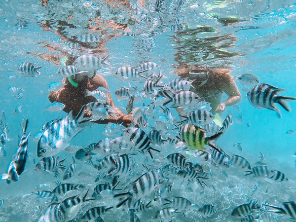 Un monde sous-marin fascinant vous attend