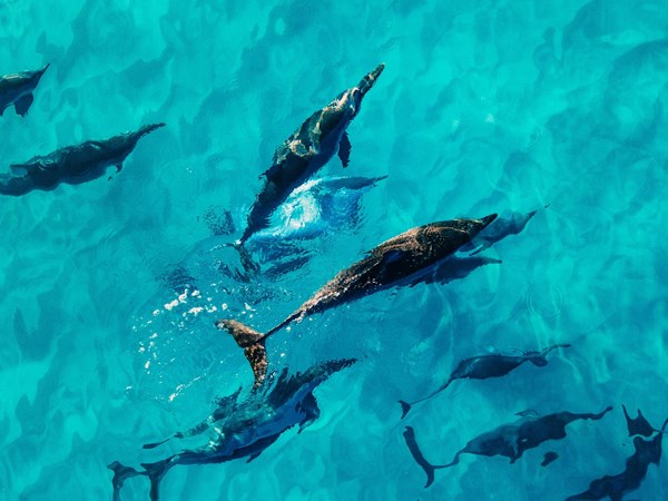 Partez à la rencontre des dauphins