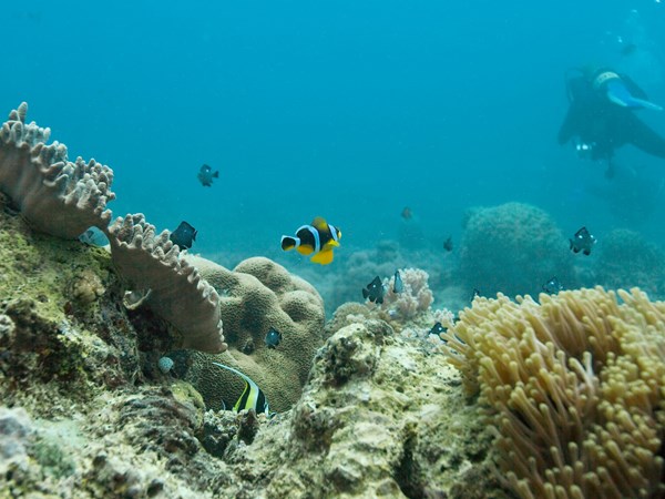 Plongée sous-marine à Maurice