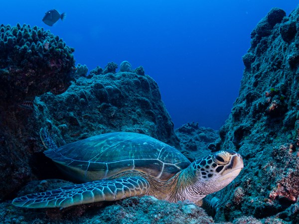 Explorez les fonds marins