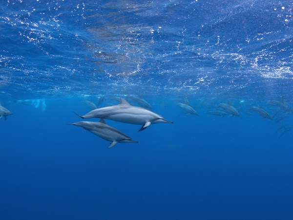 Nager avec les dauphins