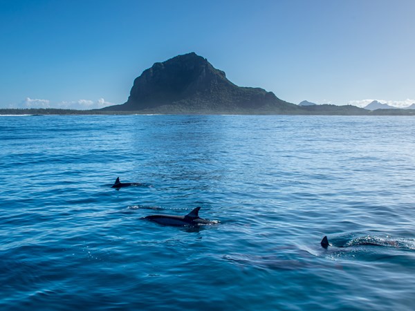 Les dauphins nageant près du Morne Brabant