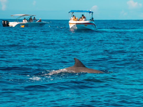 Observation des dauphins