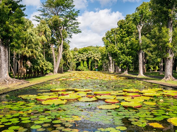 Visitez le jardin botanique de Pamplemousses