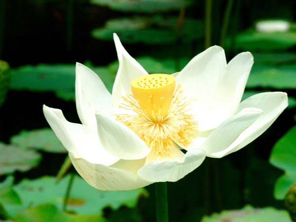 Observez les différentes variétés de fleurs du jardin