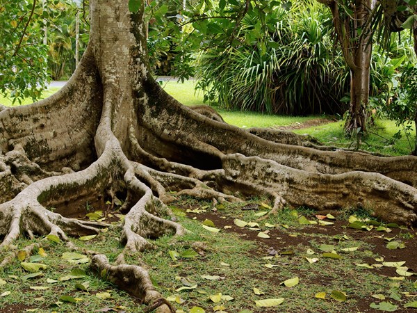 Les impressionnantes racines qui sculptent le sol du jardin