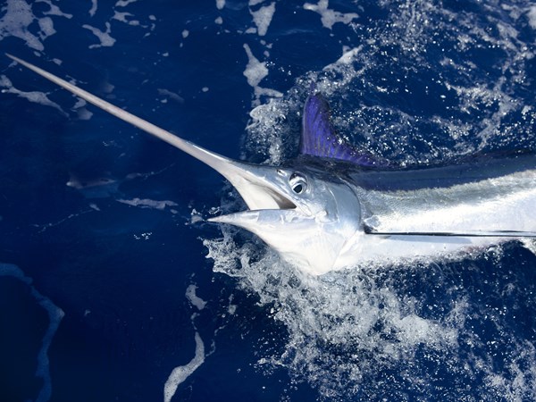 Marlin bleu