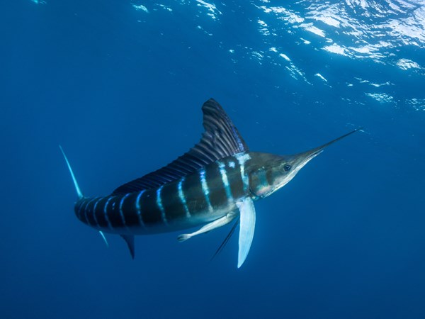 Marlin rayé