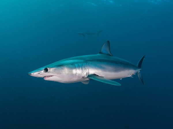Requin mako