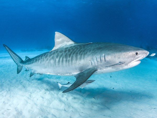 Requin tigre