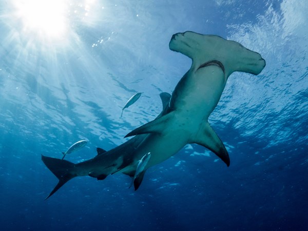 Requin marteau
