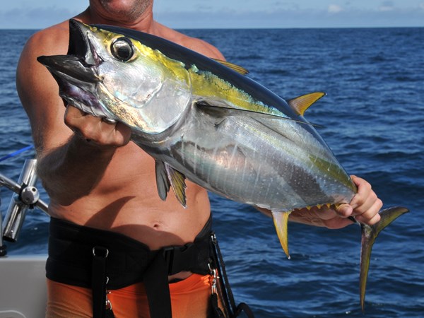 Pêche d'un thon jaune