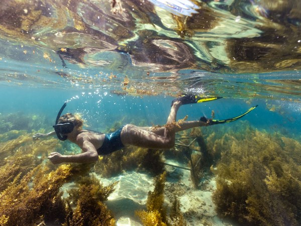 Explorez les exceptionnels fonds marins
