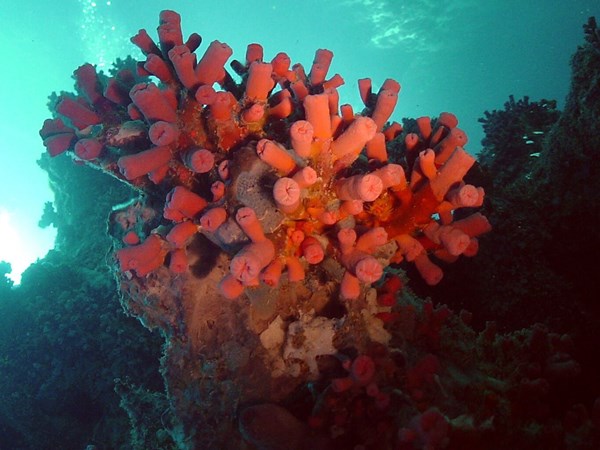Corail couleur feu