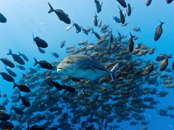 L'Aquarium