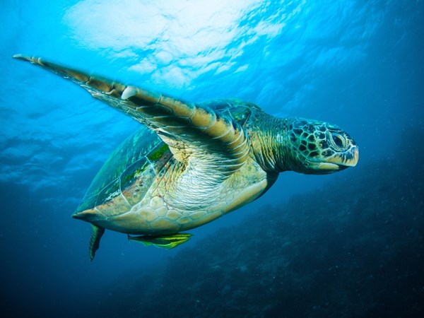 Tortue verte