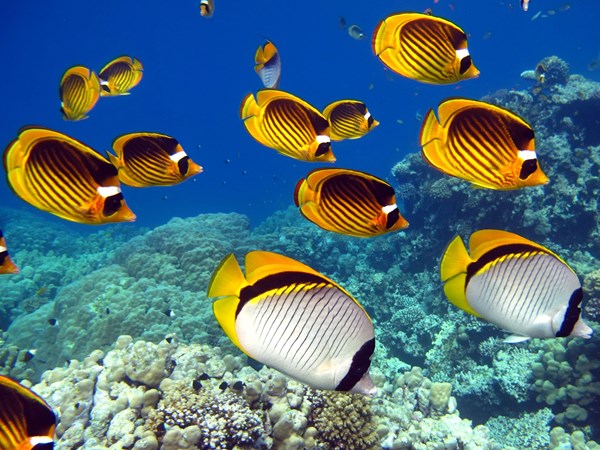 Banc de poissons papillons