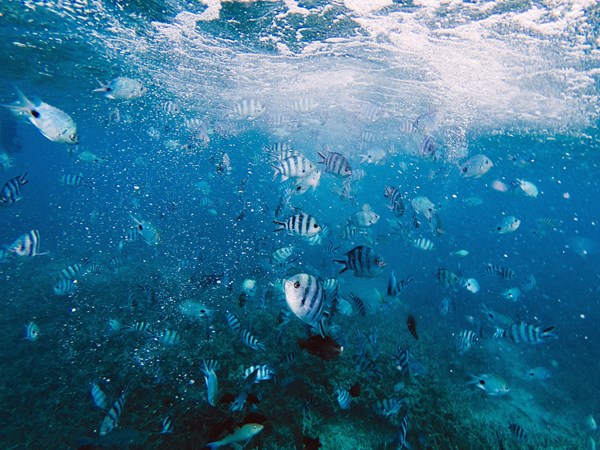 Poissons tropicaux et coraux préservés
