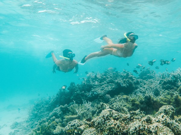 Fonds marins spectaculaires à portée de palmes
