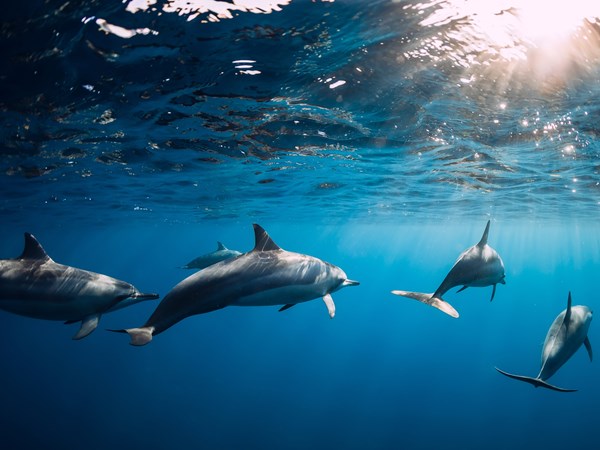 Des dauphins… et des souvenirs plein la tête
