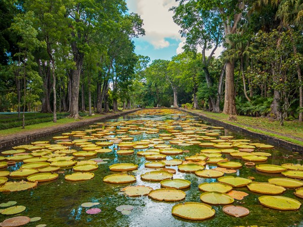Explorez le jardin de pamplemousse