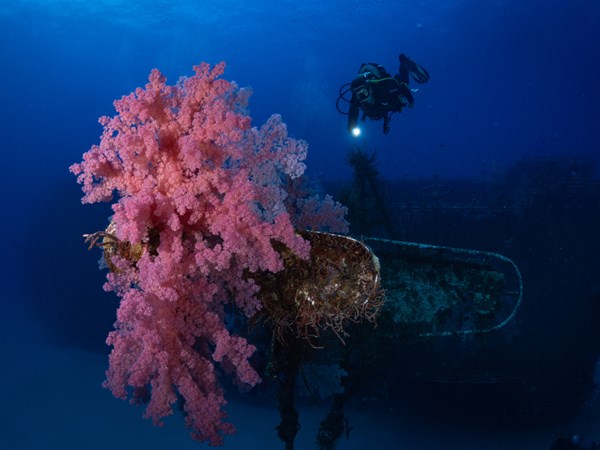 Découvrez un monde marin fascinant