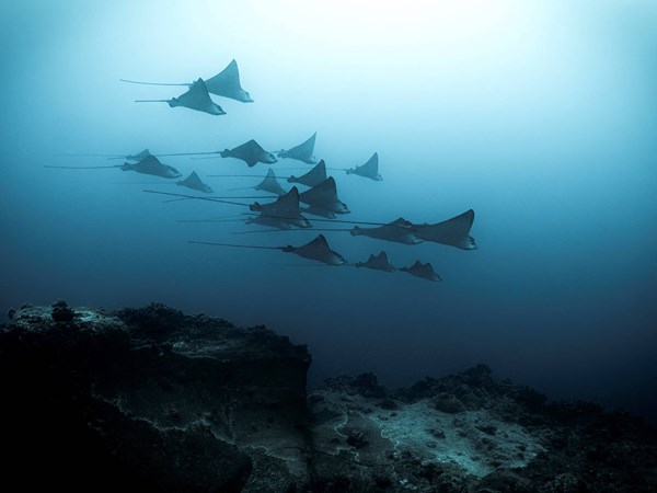 Explorez les exceptionnels fonds marins
