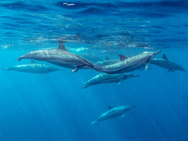 Un superbe spectacle naturel