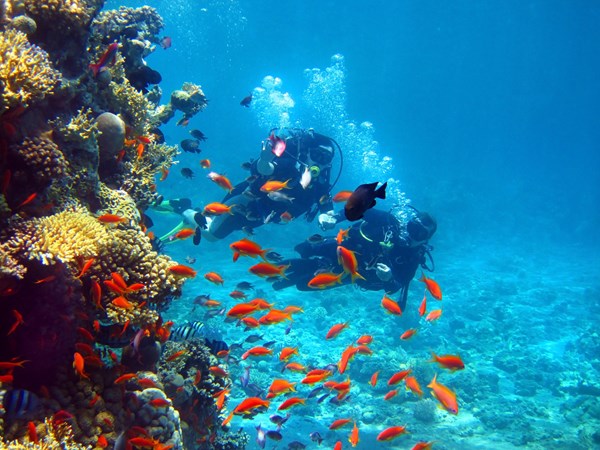 Découvrez la plongée sous marine