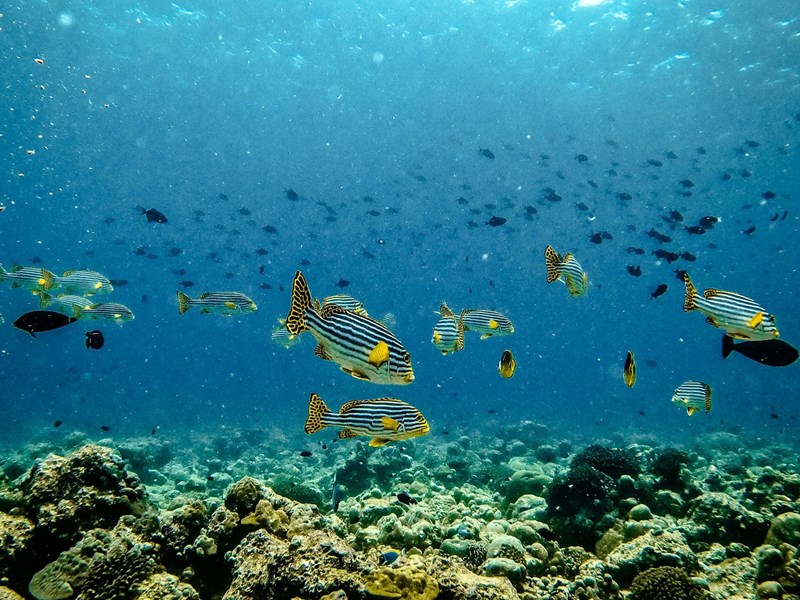Des fonds marins exceptionnels
