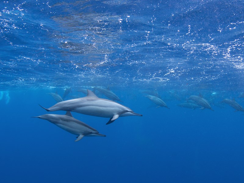 Rencontre magique avec les dauphins en mer