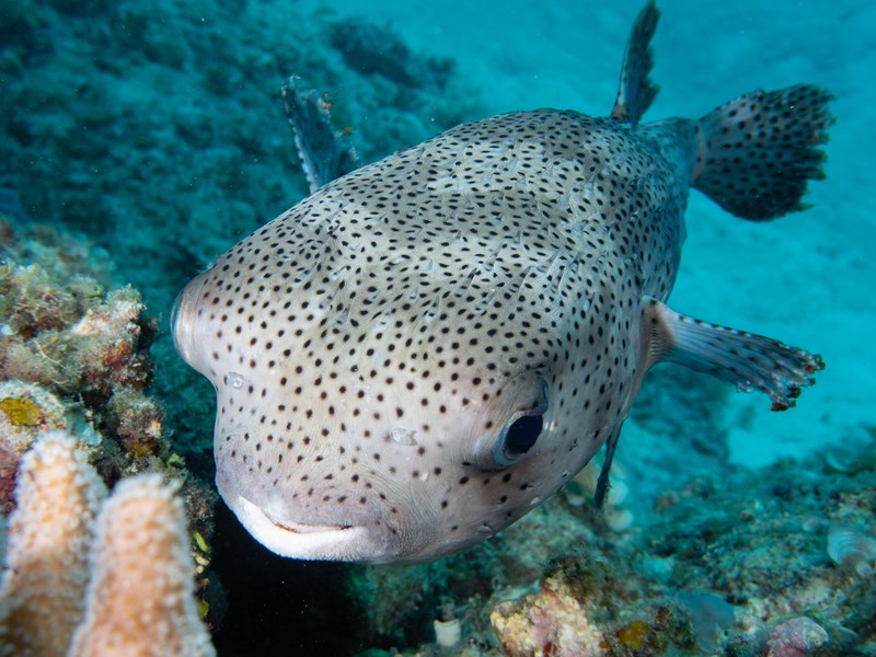 Explorez un monde sous-marin d’une grande diversité