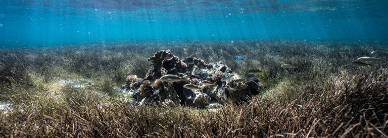 Pépinière d’herbiers marins du Four Seasons Mauritius