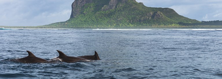 Dauphins à l'île Maurice