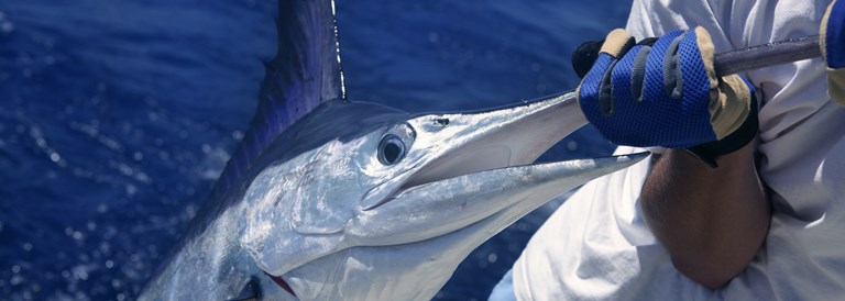 Pêche au gros à Rodrigues