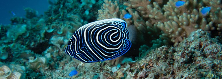 Plongée au Morne