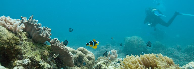 Plongée sous-marine à l'île Maurice