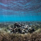 Pépinière d’herbiers marins du Four Seasons Mauritius